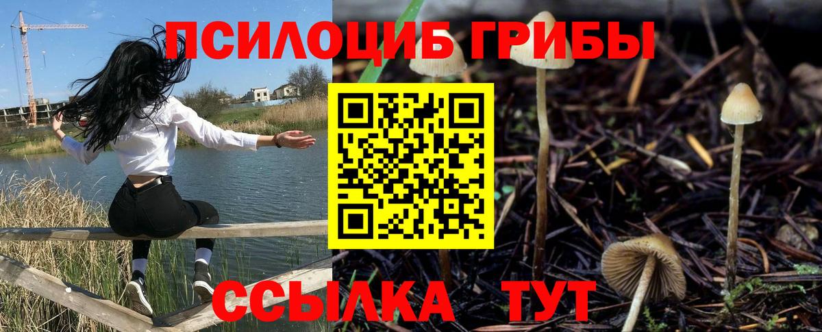 Псилоцибиновые грибы Psilocybe  Улан-Удэ 